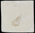 Cretaceous Fossil Shrimp - Lebanon #52750-1